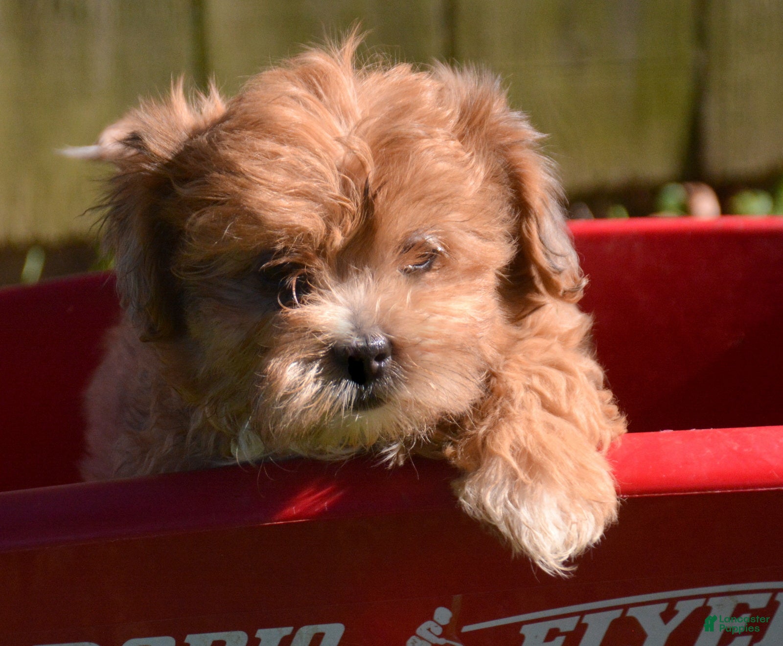 Shihpoo dogs for sale: Sheila Shihpoo 2 - Ad 1