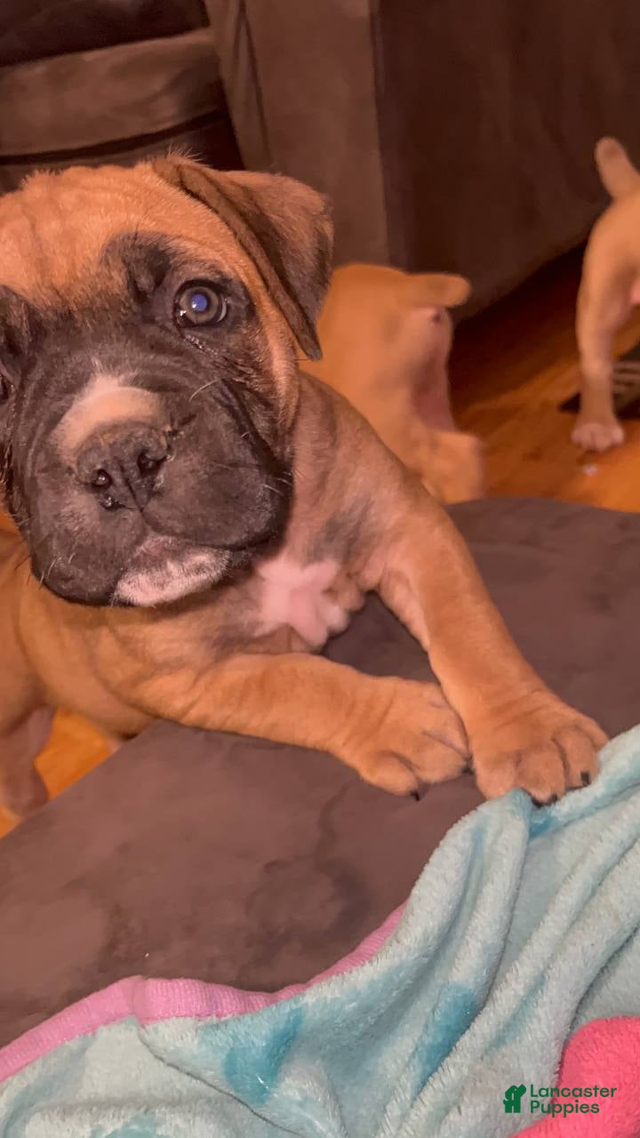 South African Boerboels dogs Chunk Rock - Ad 14