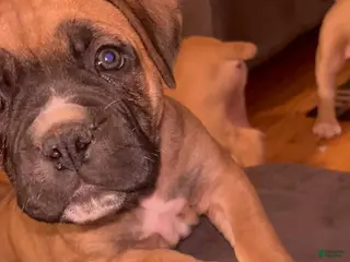 South African Boerboels dogs Chunk Rock - Ad 14
