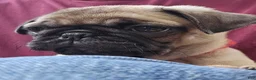 Pug dogs for sale: Bo - Ad 10