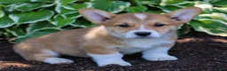 Welsh Corgi Pembroke dogs for sale: Knight  - Ad 3
