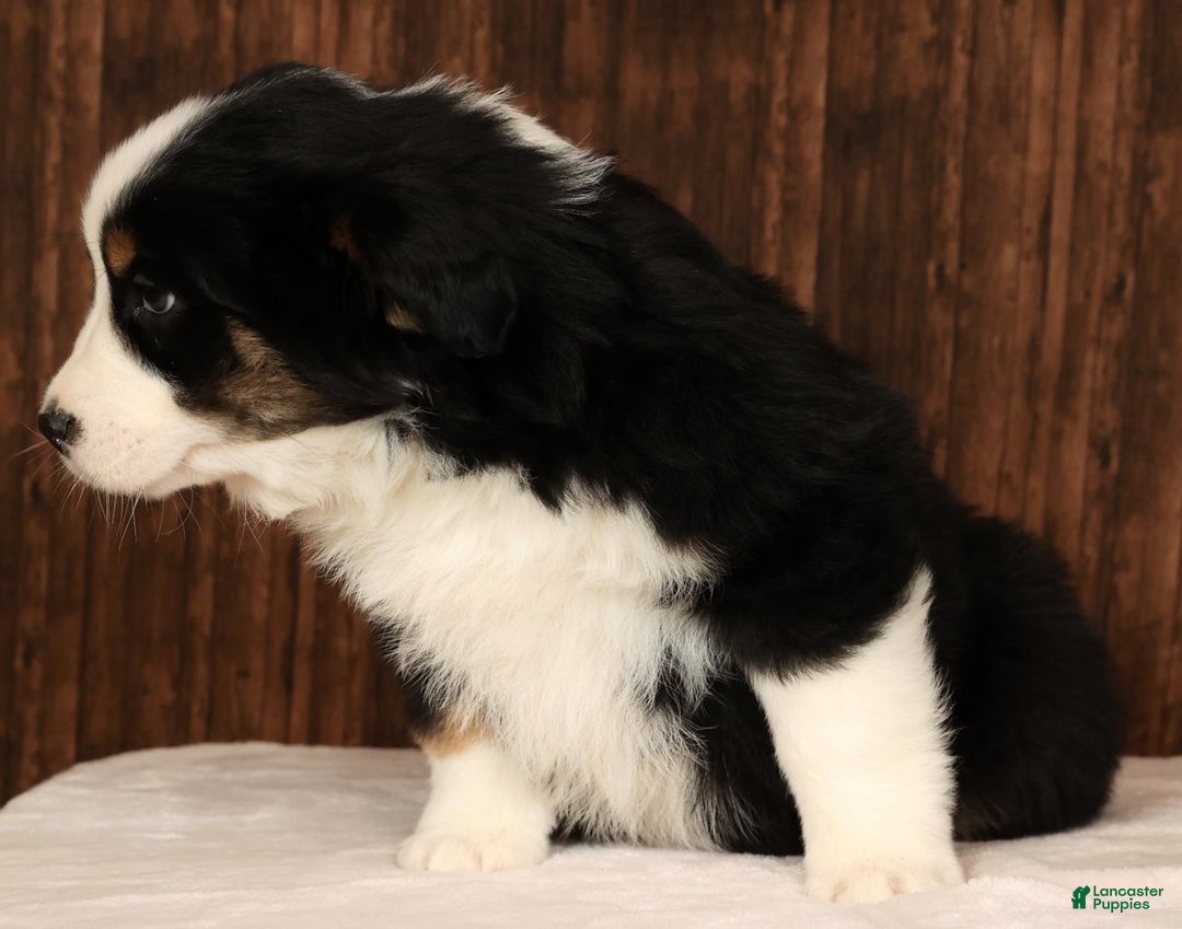 Miniature Australian Shepherd dogs for sale: Rocky - Ad 4