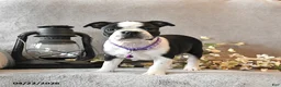 Boston Terrier dogs for sale: Rain - Ad 3