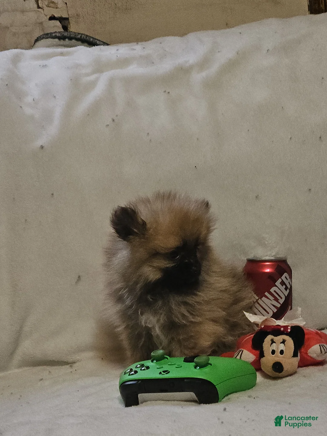 Pomeranian dogs for sale: Moose-Teacup, potty and crate training! - Ad 2
