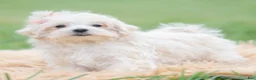Maltipoo dogs for sale: Nellie - Ad 3