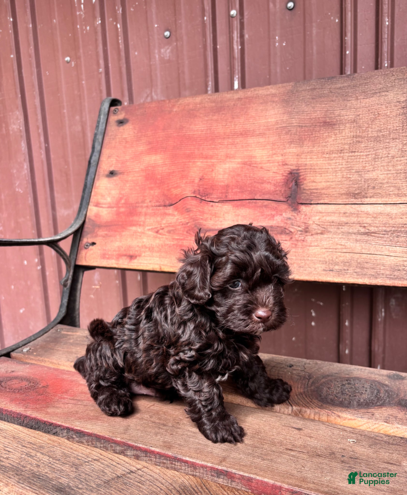 Shihpoo dogs for sale: Shihpoo Puppy 1 - Ad 5