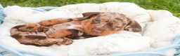 Miniature Dachshund dogs for sale: Cassidy Miniature Dachshund  - Ad 9