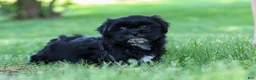 Shih Tzu dogs for sale: Layla - Ad 2