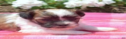 Teddy Bear dogs for sale: Goose  - Ad 6