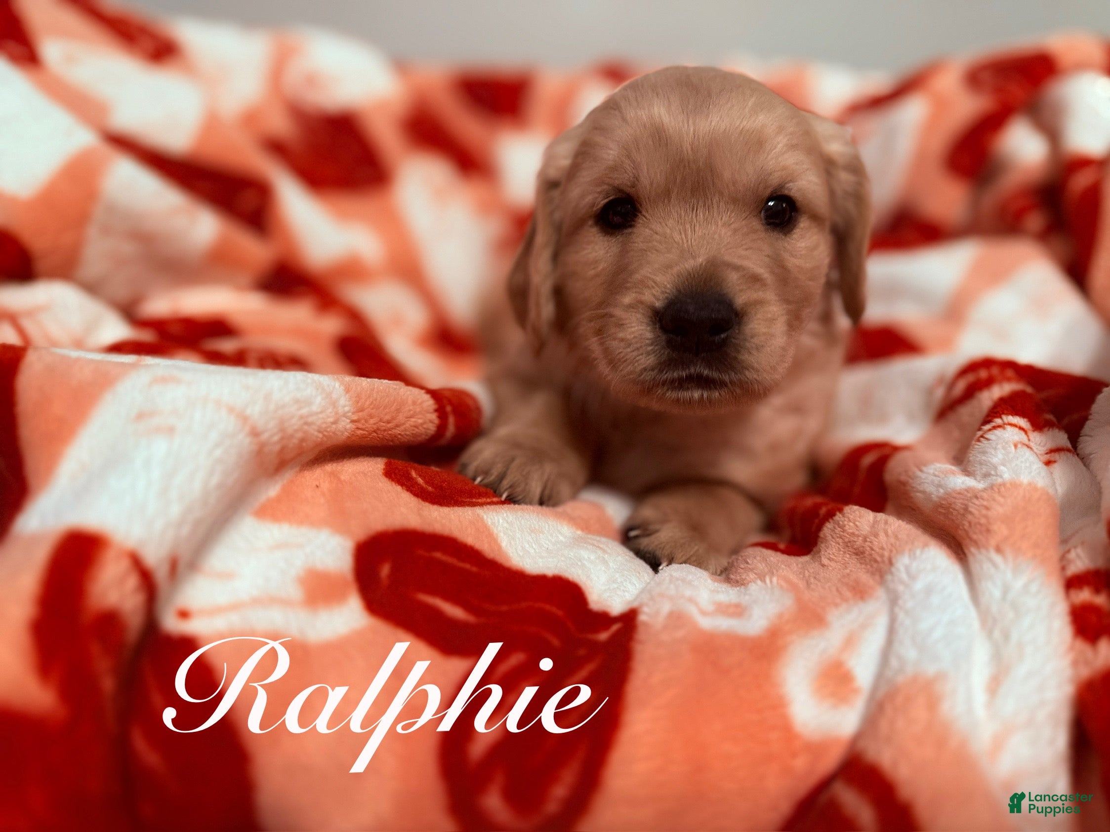 Golden Retriever dogs Golden Retriever Puppy 2 - Ad 31