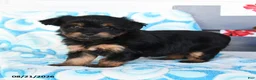 Havapoo dogs for sale: Peanut Butter Cup - Ad 4