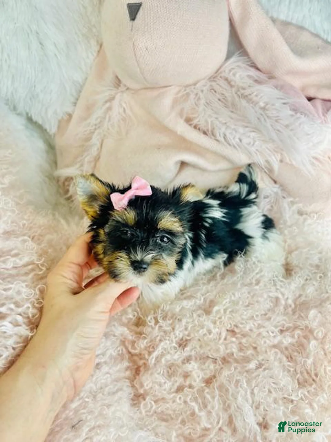 Biewer Terrier dogs for sale: Biewer Terrier Puppy 1 - Ad 2