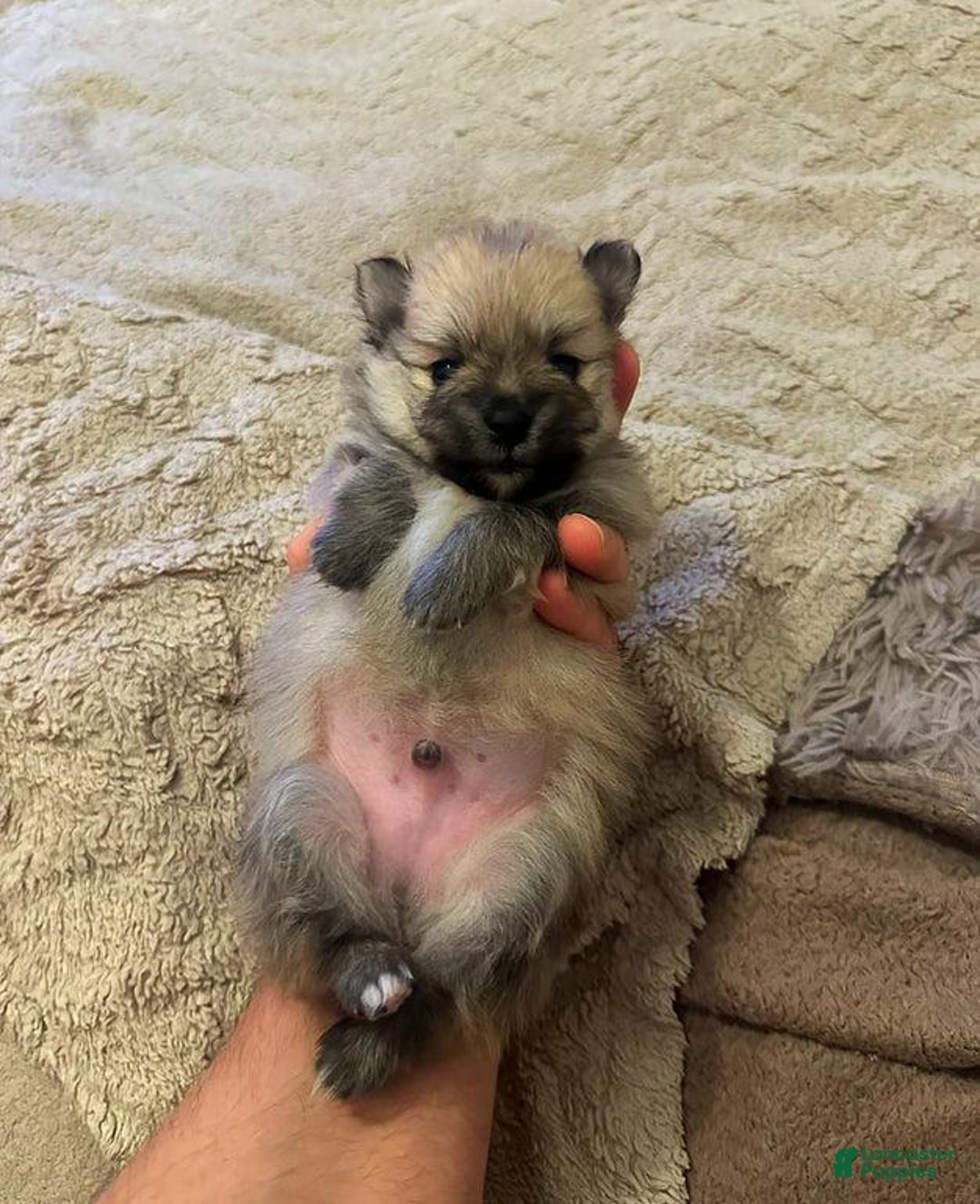 Pomeranian dogs for sale: Molly - Ad 19