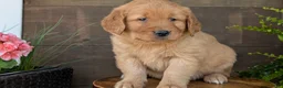 Golden Retriever dogs for sale: Tyson - Ad 5