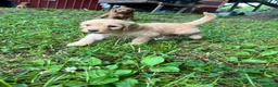 Goldendoodle dogs for sale: Mocha - Ad 11