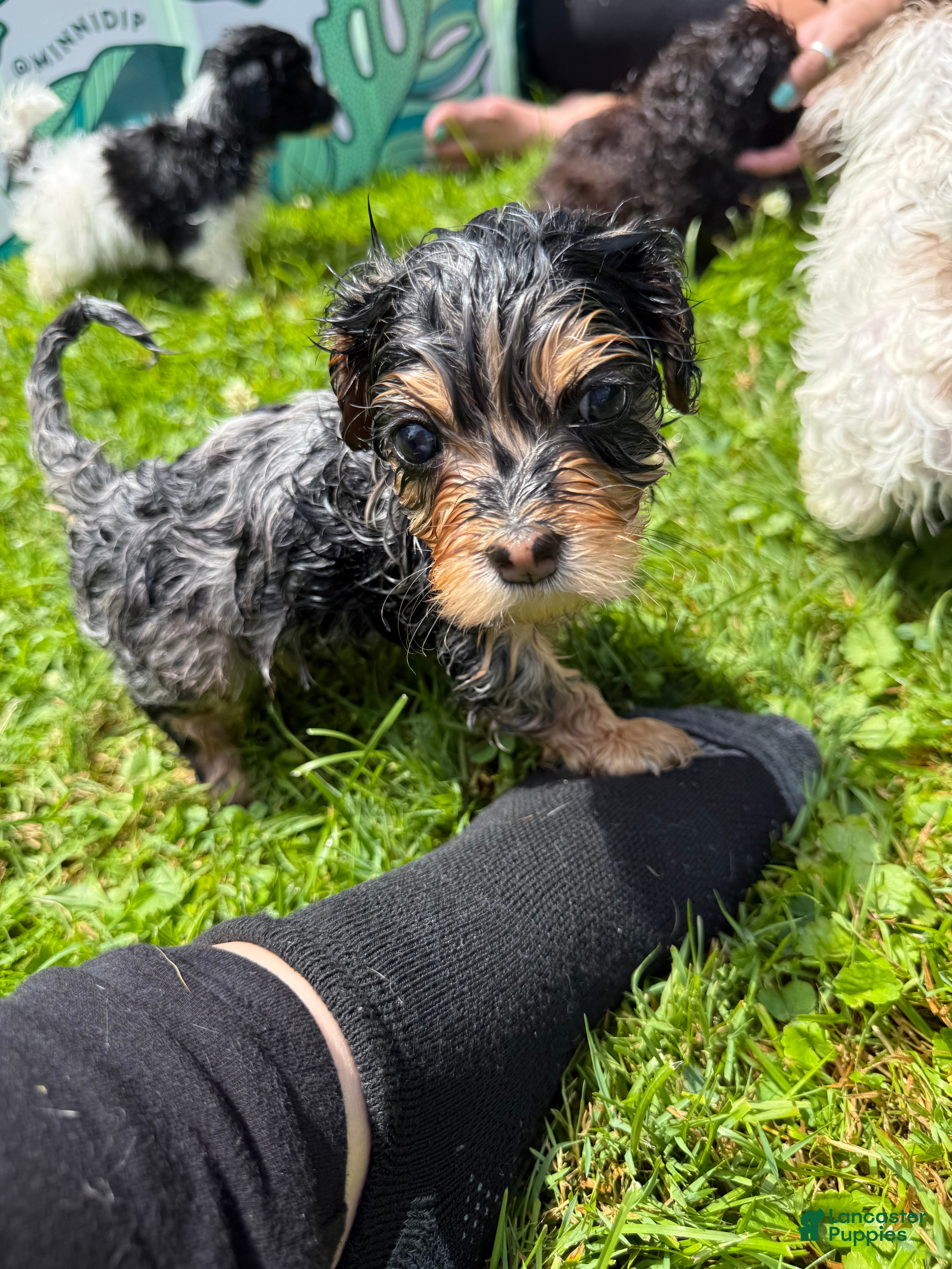 Mixed Breed dogs Baxter - Ad 2