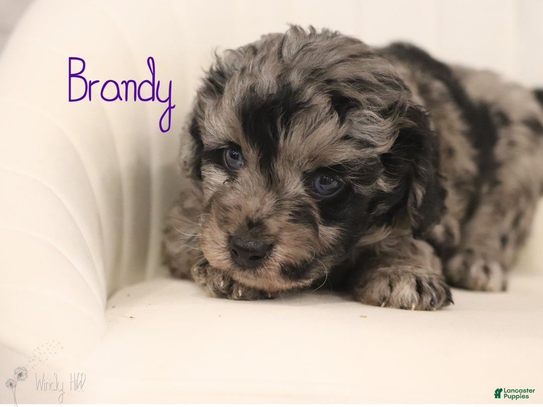 Mini Aussiedoodle dogs for sale: Brandy - Ad 5