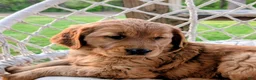 Golden Retriever dogs for sale: Willow - Ad 1