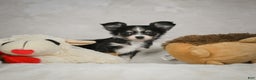 Chihuahua dogs for sale: Tiny - Ad 6