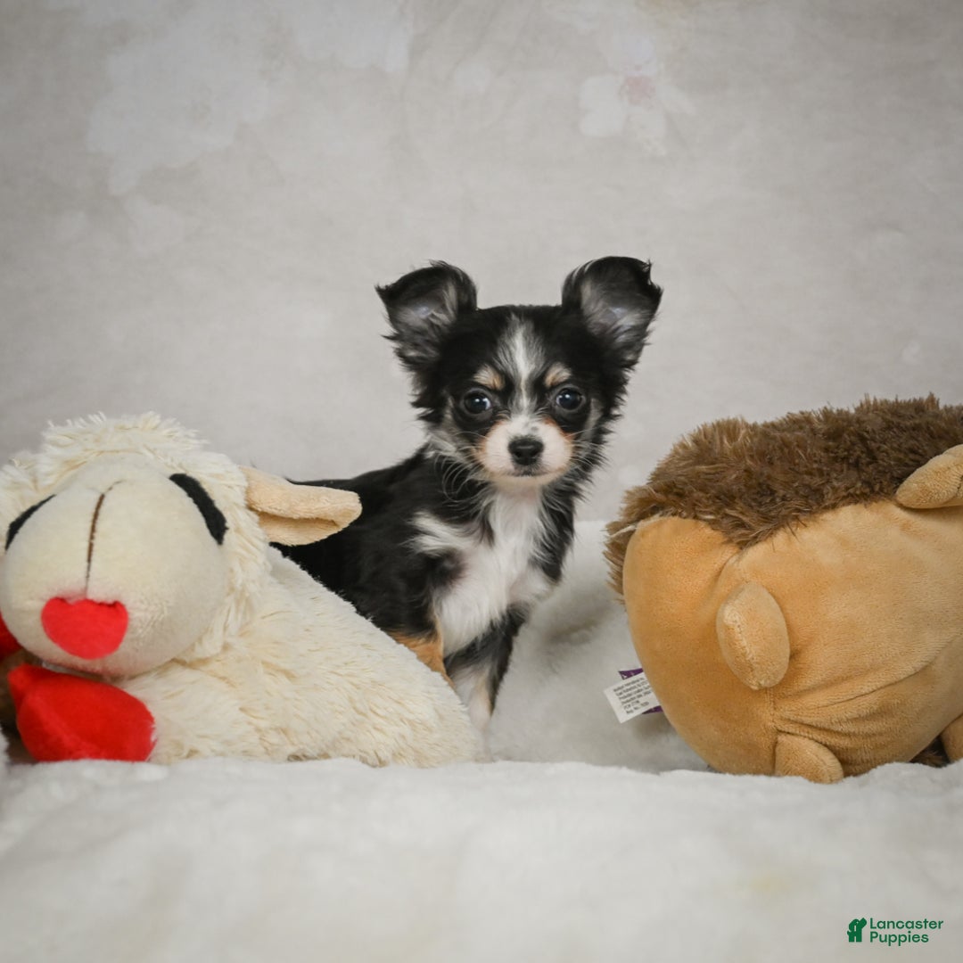 Chihuahua dogs for sale: Tiny - Ad 6