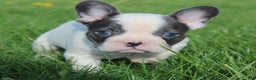 French Bulldog dogs for sale: Stiles - Ad 4