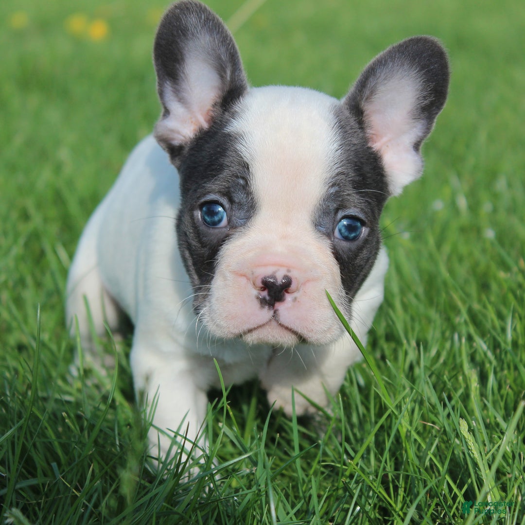 French Bulldog dogs for sale: Stiles - Ad 4