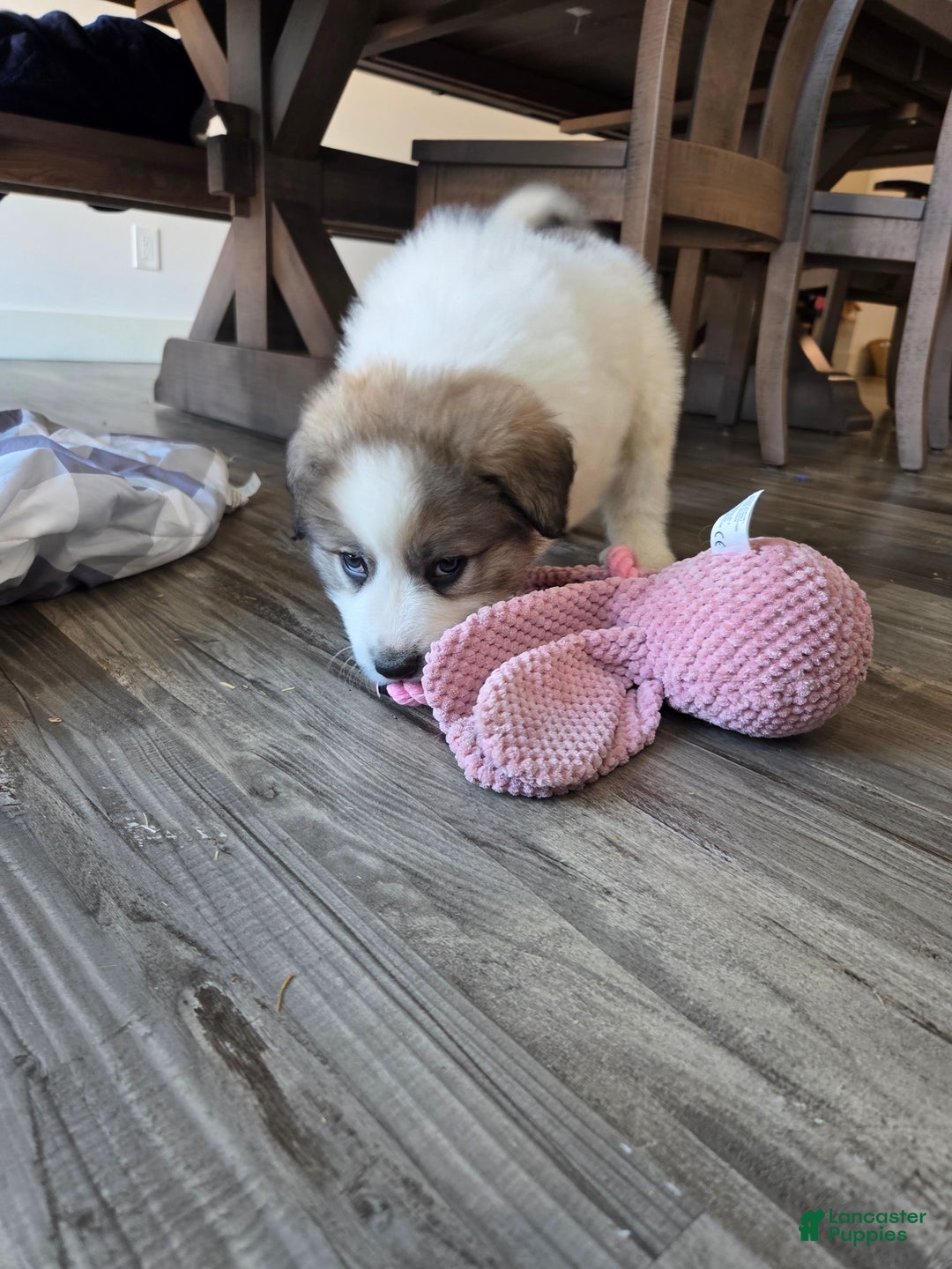 Great Pyrenees dogs for sale: Spot - Ad 3