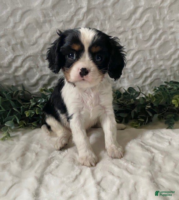 Cavalier King Charles Spaniel dogs Gizmo-Black tricolor - Ad 28