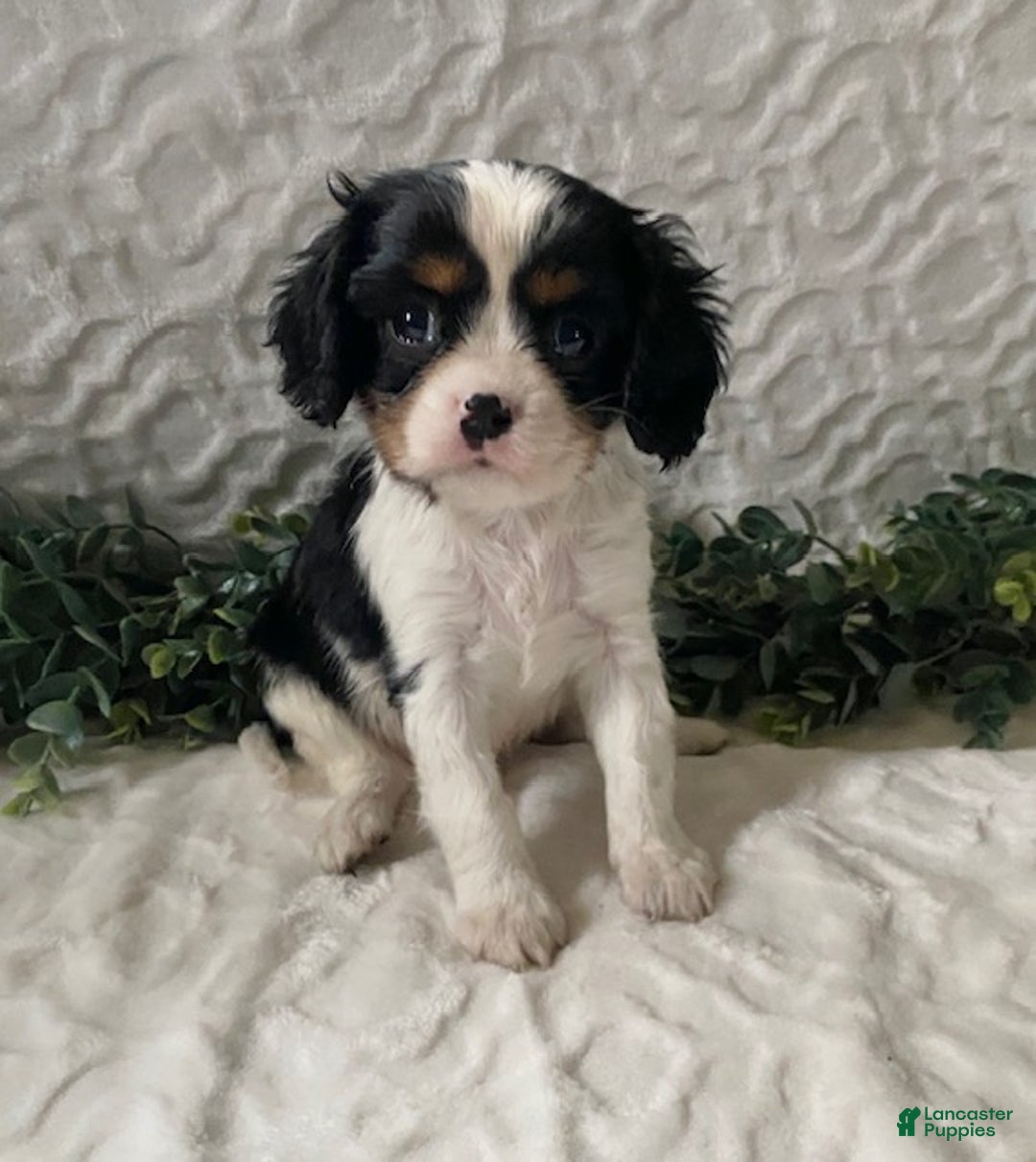 Cavalier King Charles Spaniel dogs for sale: Gizmo-Black tricolor - Ad 1