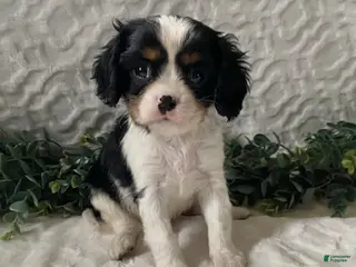 Cavalier King Charles Spaniel dogs Gizmo-Black tricolor - Ad 6