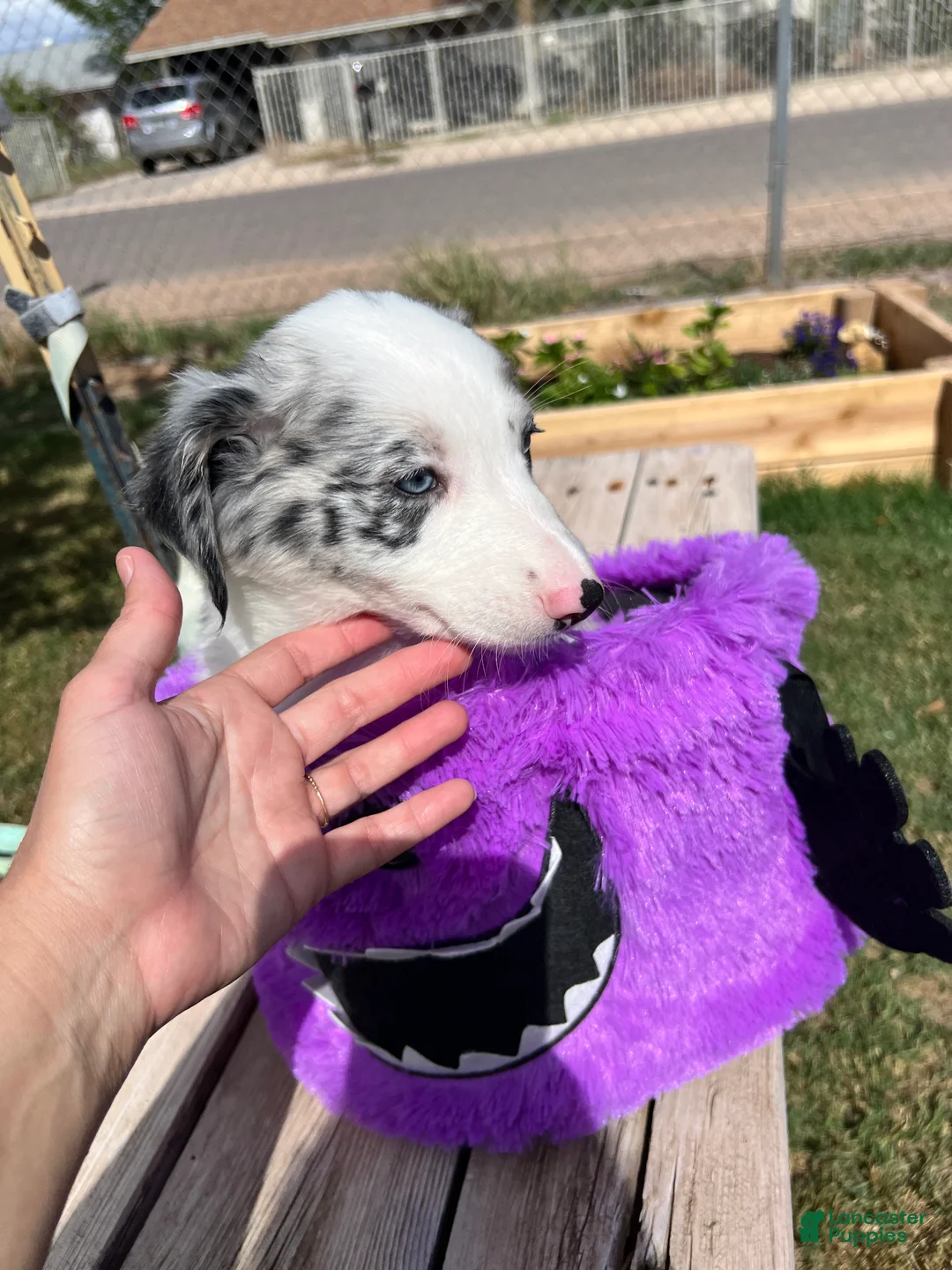 Mixed Breed dogs for sale: Red - Ad 1