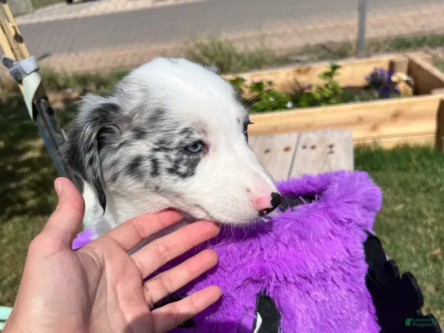 Mixed Breed dogs for sale: Red - Ad 19