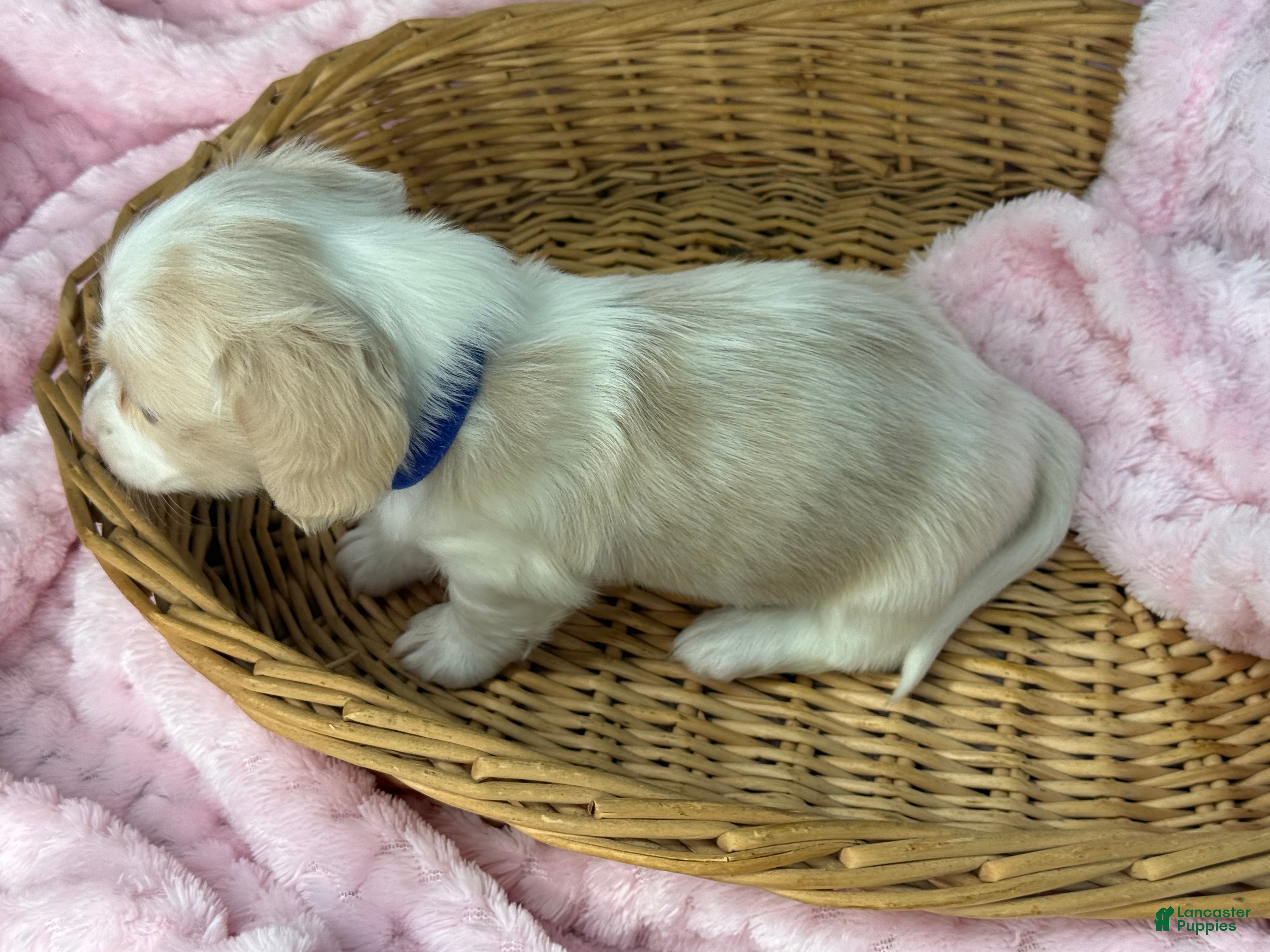 Miniature Dachshund dogs Blue collar girl  - Ad 19