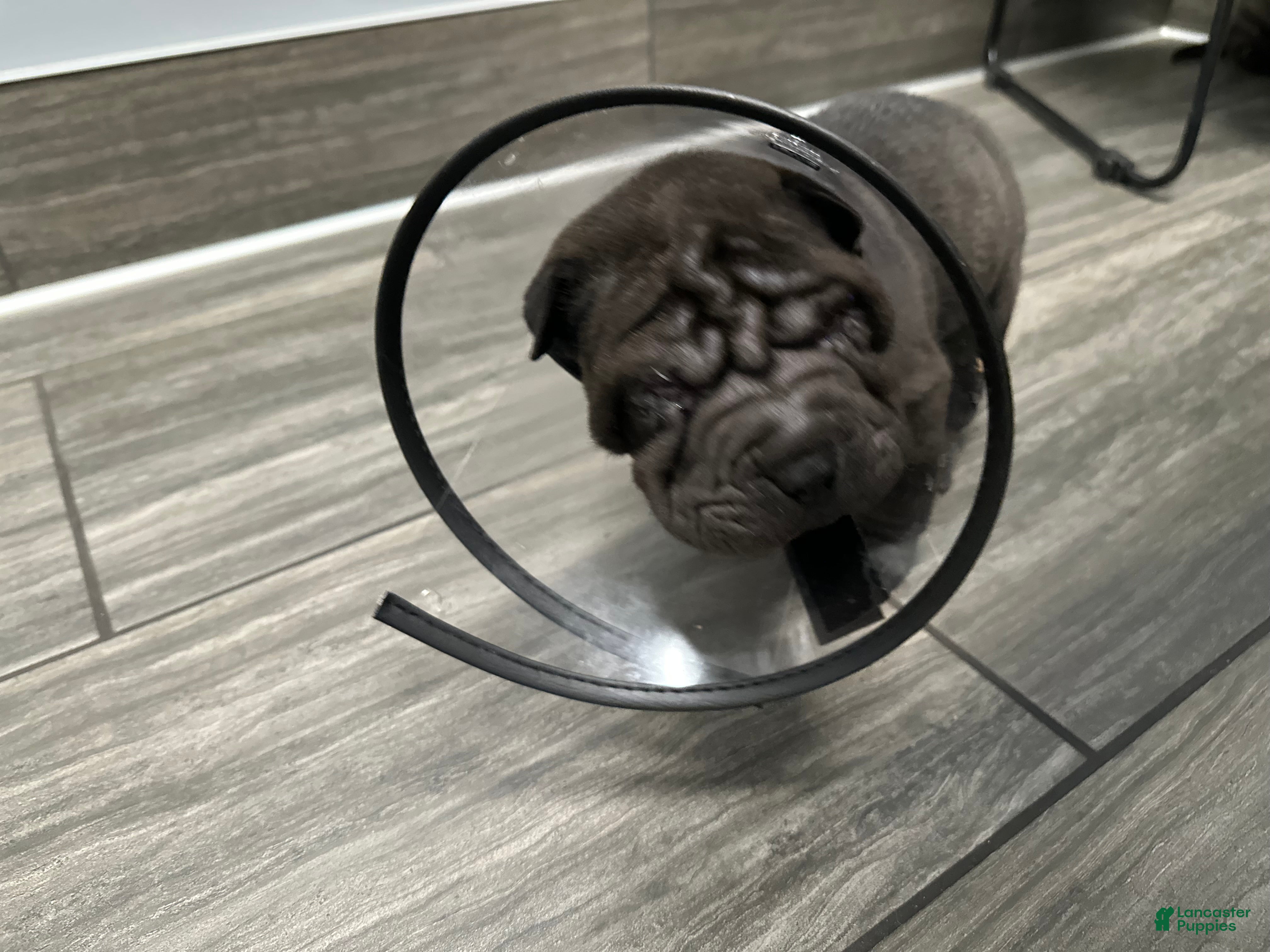 Shar Pei dogs Shar Pei Puppy 1 - Ad 1