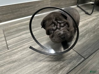 Shar Pei dogs Shar Pei Puppy 1 - Ad 1