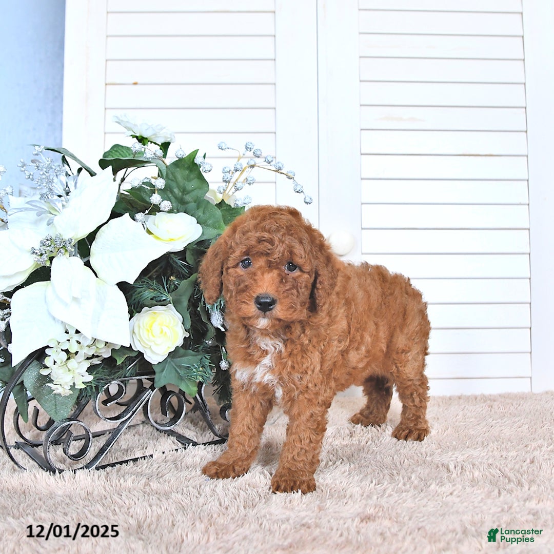 Mini Goldendoodle dogs for sale: Mason - Ad 3
