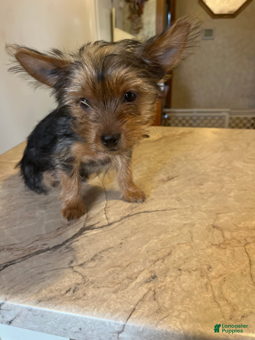 Yorkshire Terrier dogs for sale: Yorkshire Terrier Puppy 4 - Ad 1