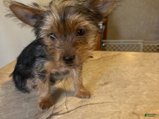 Yorkshire Terrier dogs Yorkshire Terrier Puppy 4 - Ad 1