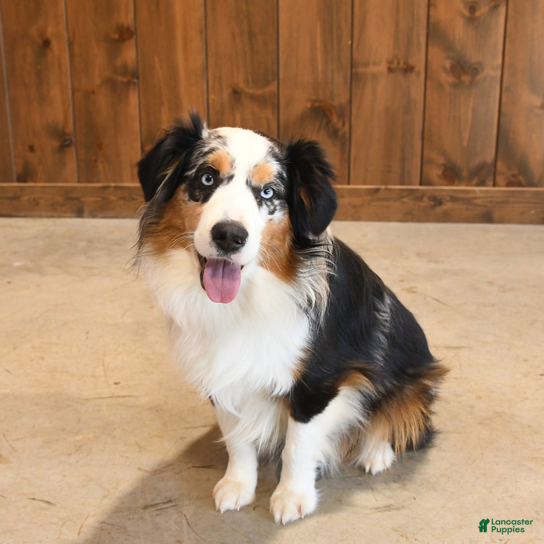 Miniature Australian Shepherd dogs for sale: Elf - Ad 7