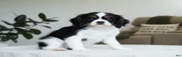 Cavalier King Charles Spaniel dogs for sale: George  - Ad 3