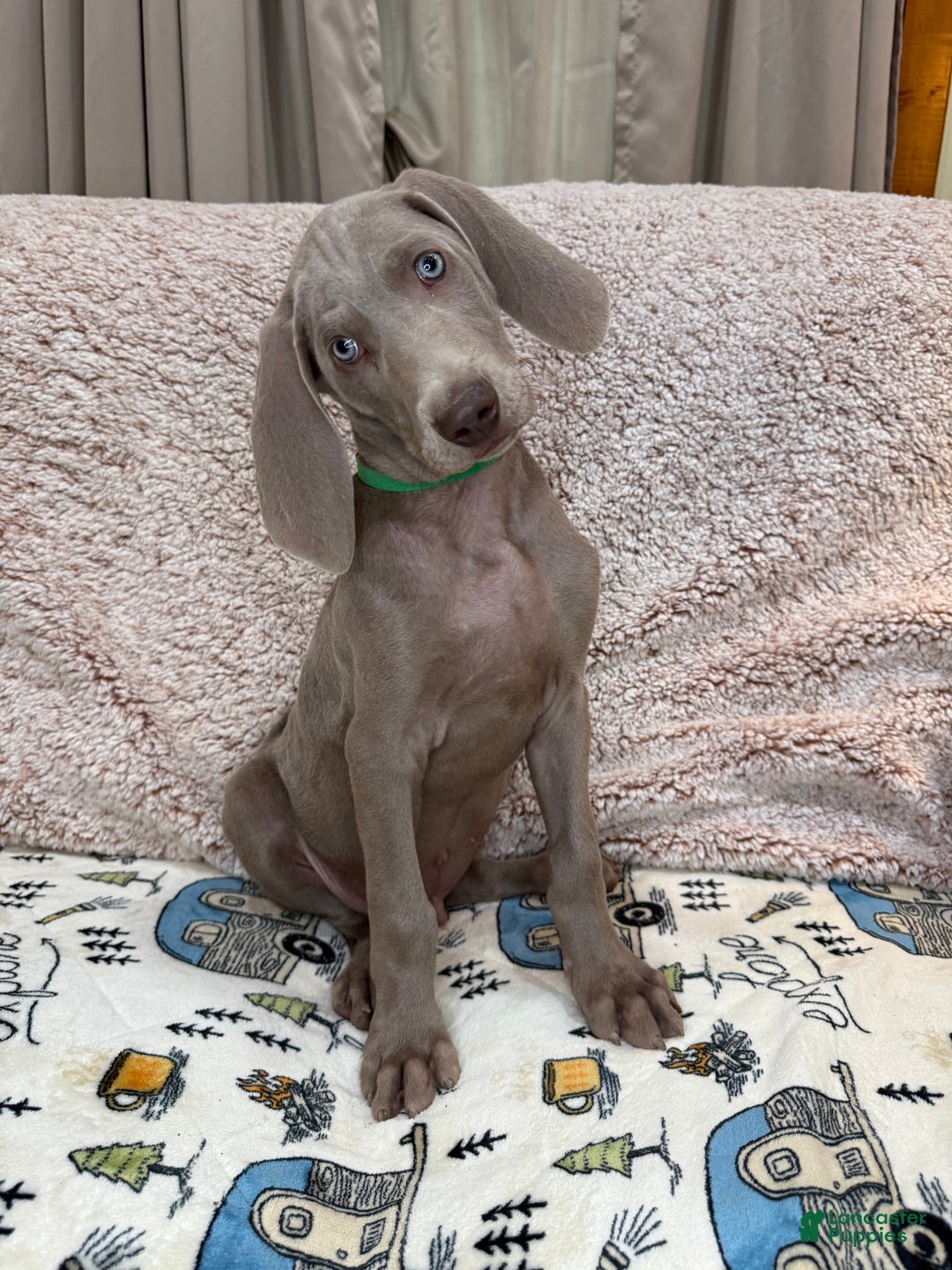 Weimaraner dogs for sale: Green - Ad 1