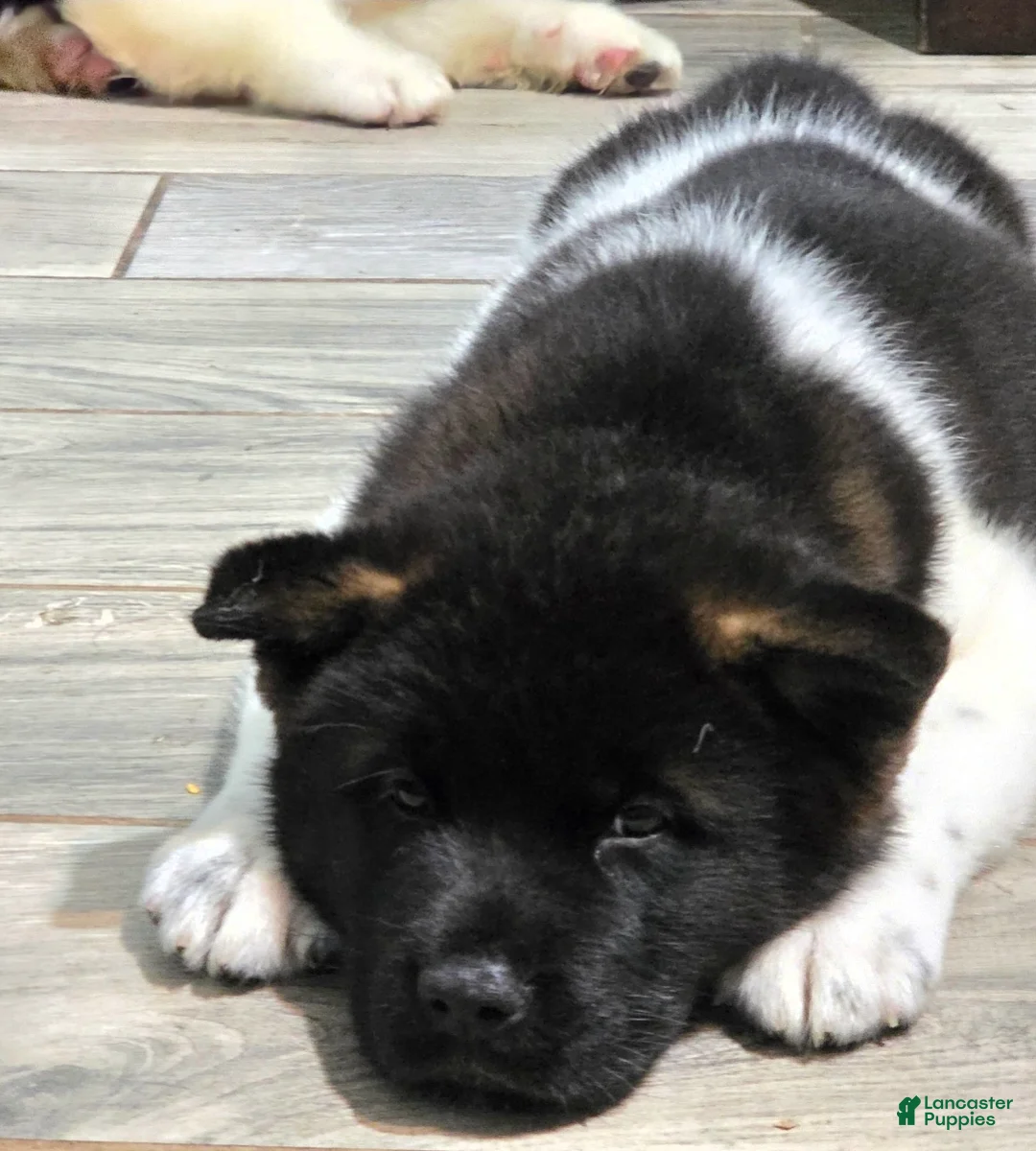 Akita dogs for sale: Olivia - Ad 1