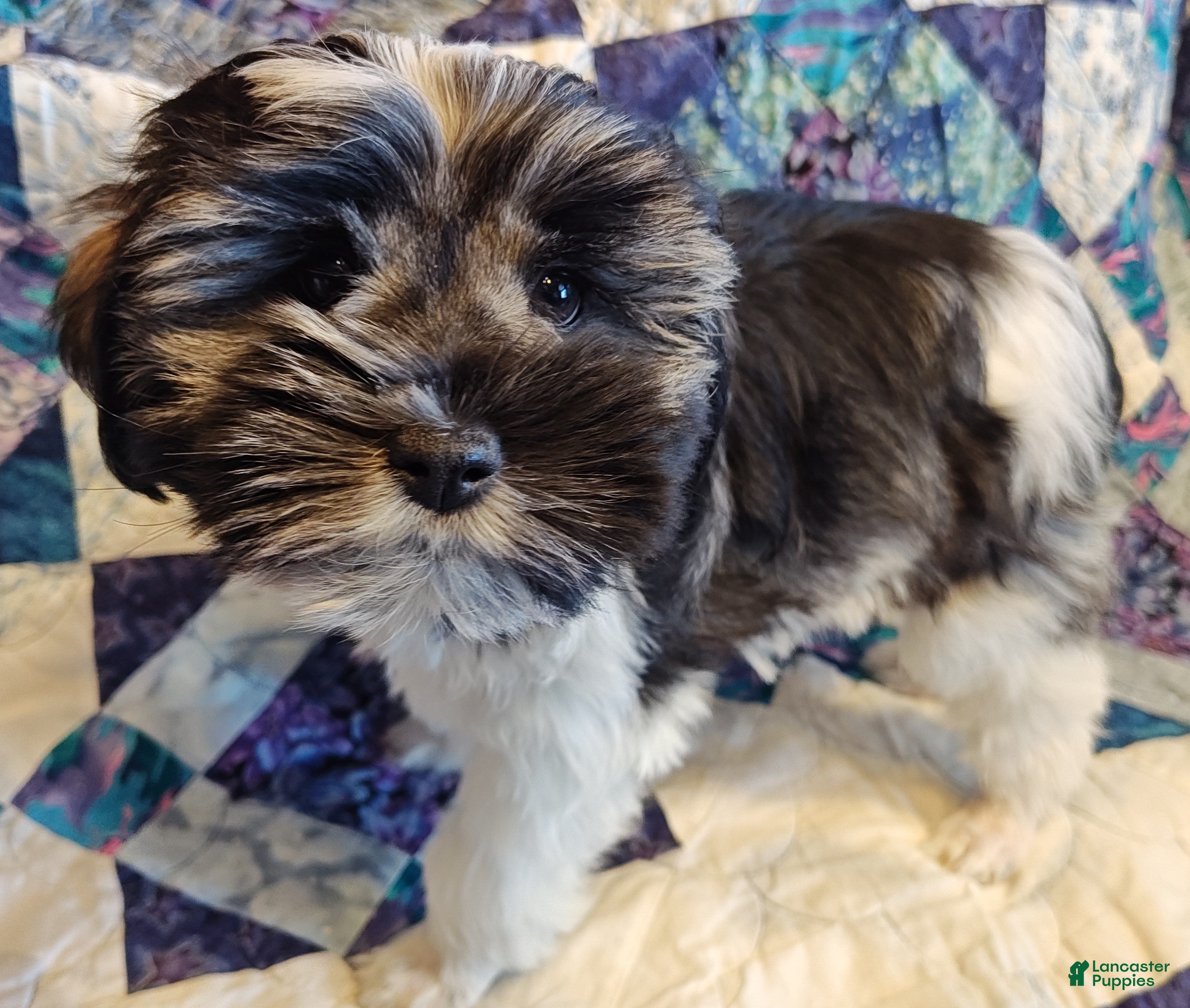 Miniature Schnauzer dogs Miniature Schnauzer Girl 1 - Ad 8