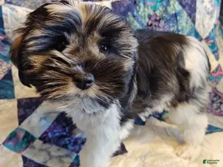 Miniature Schnauzer dogs Miniature Schnauzer Girl 1 - Ad 6