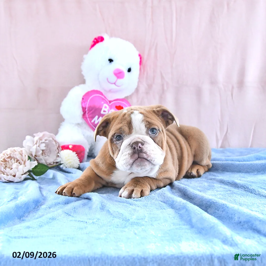 Mixed Breed dogs for sale: Ruby - Ad 2