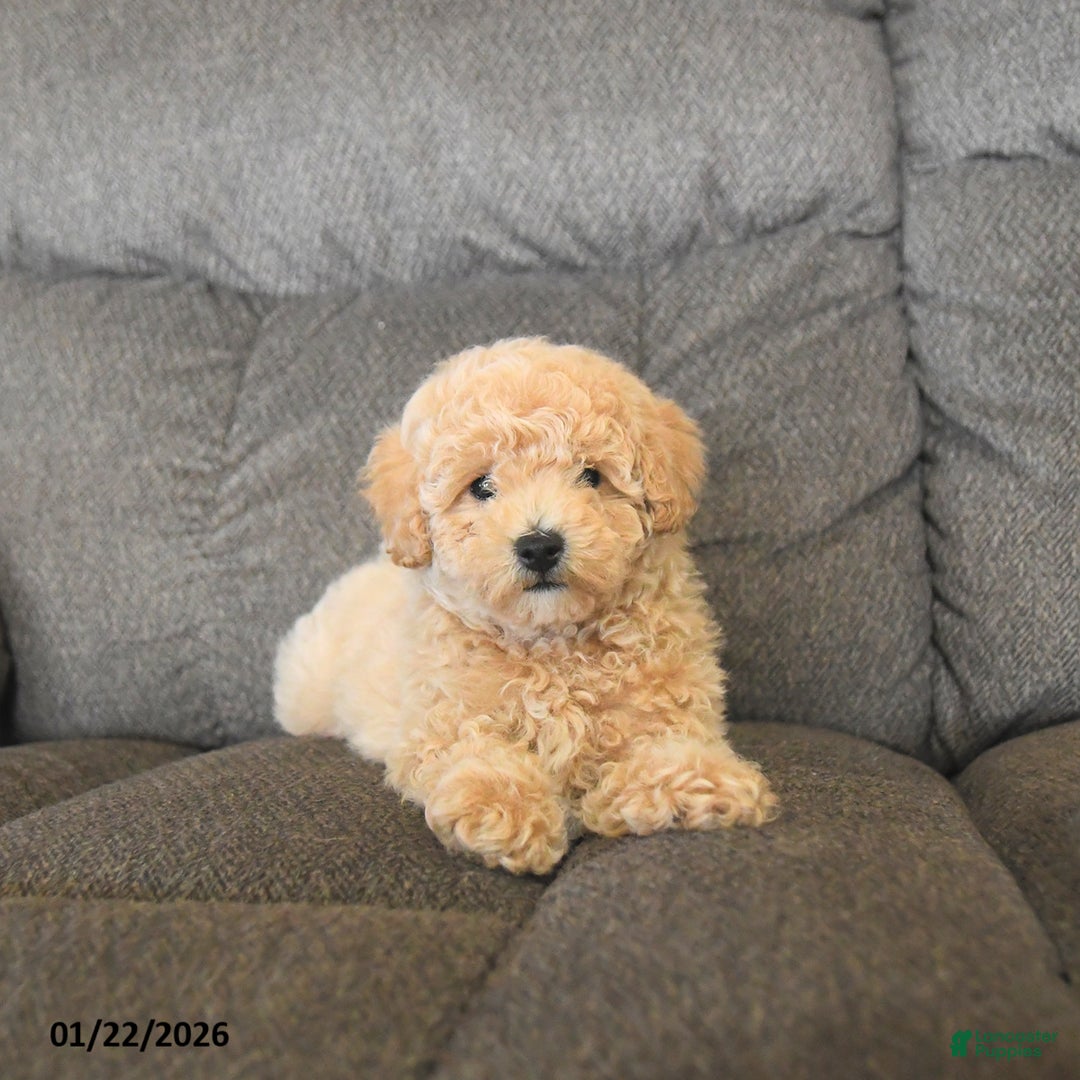 Bichpoo dogs for sale: Lester  - Ad 4