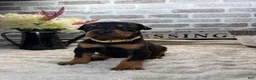 Doberman Pinscher dogs for sale: Black female tan collar  - Ad 6