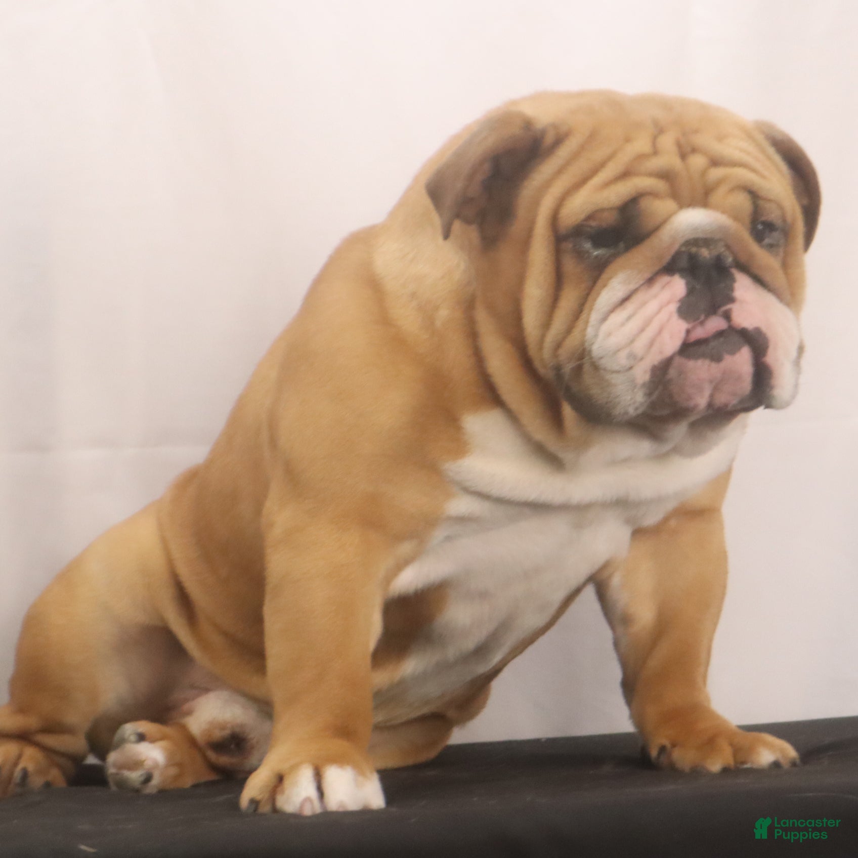 English Bulldog dogs Griffin - Ad 1