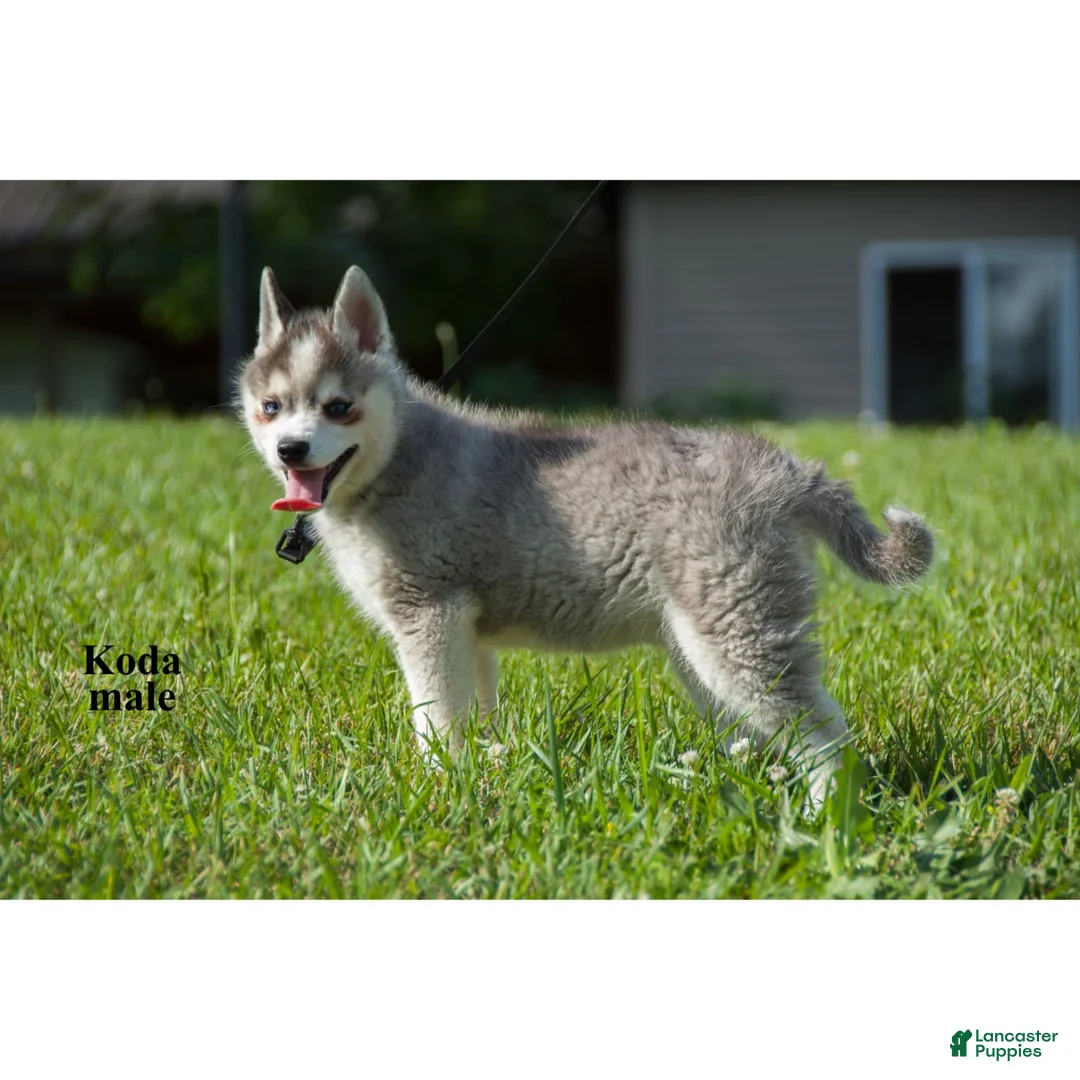Alaskan Klee Kai dogs for sale: Kiana - Ad 4