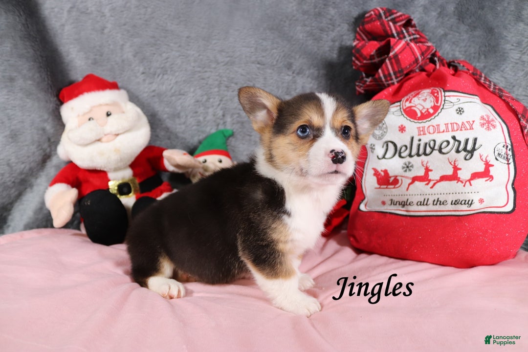 Welsh Corgi Pembroke dogs for sale: Jingles - Ad 2